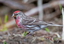 Carduelis flammea